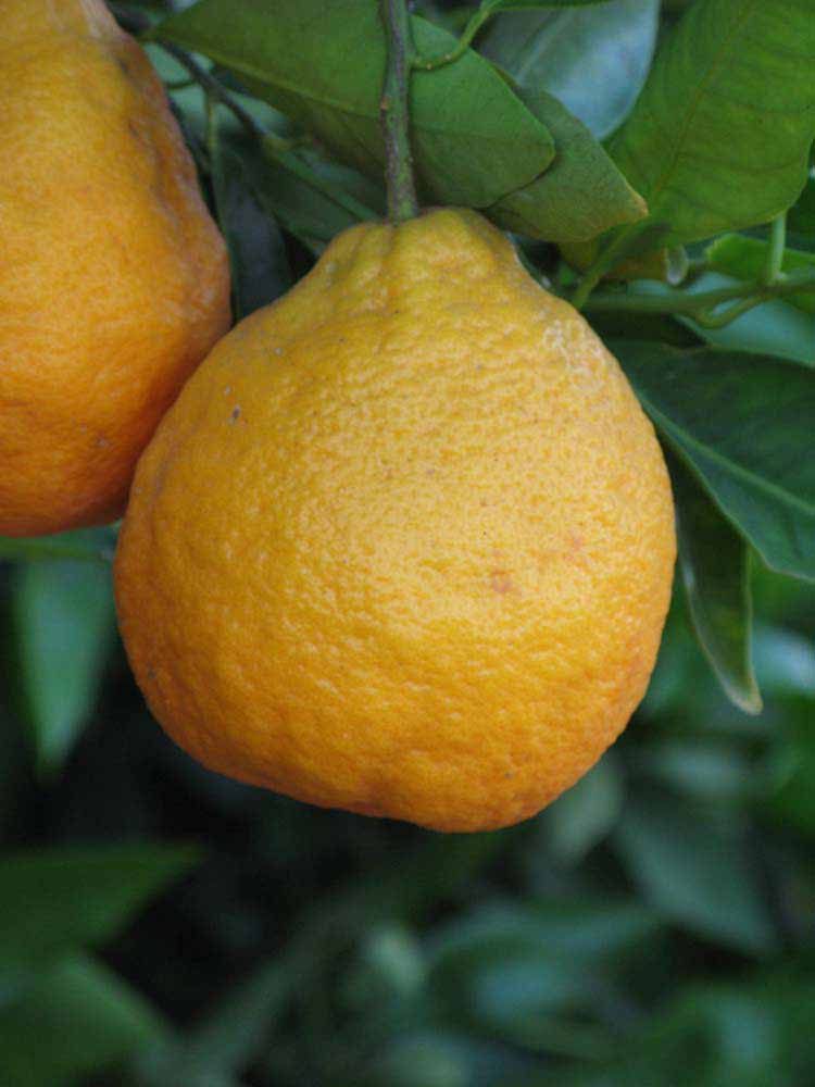            Fruit (Riverside, CA)   